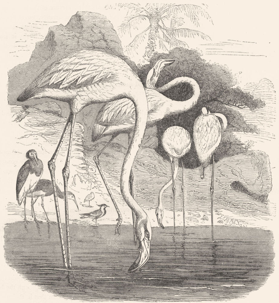 BIRDS. Swimmers. Sieve Beak. Flamingo c1870 old antique vintage print picture